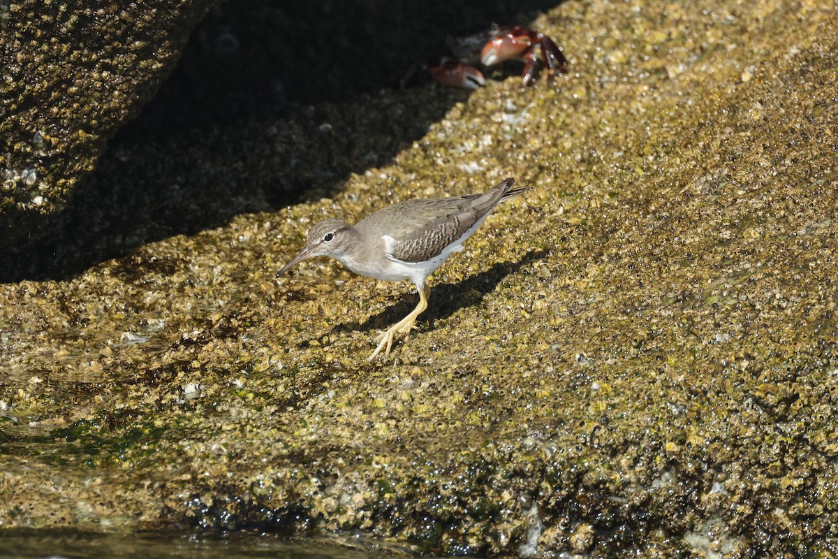 Spotted Sandpiper - ML647272313