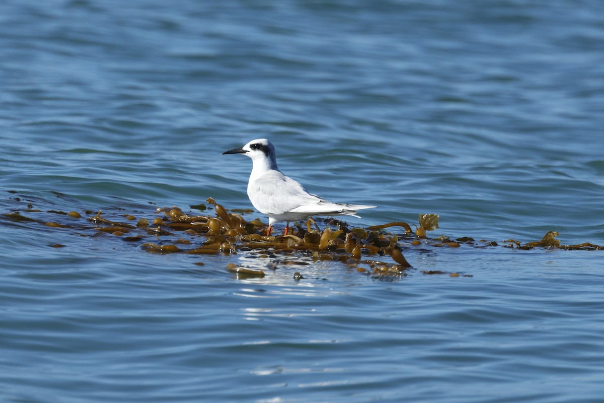 Forster's Tern - ML647272317