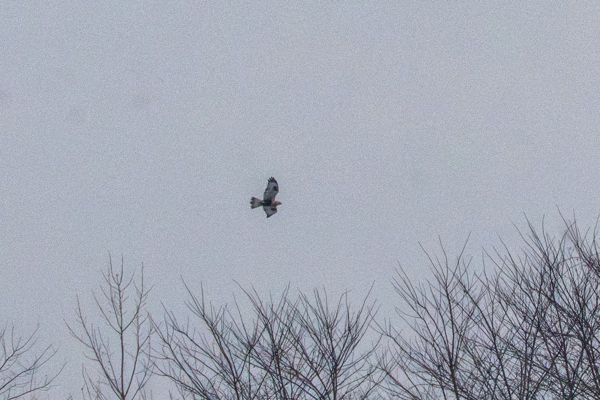 Rough-legged Hawk - ML647272323