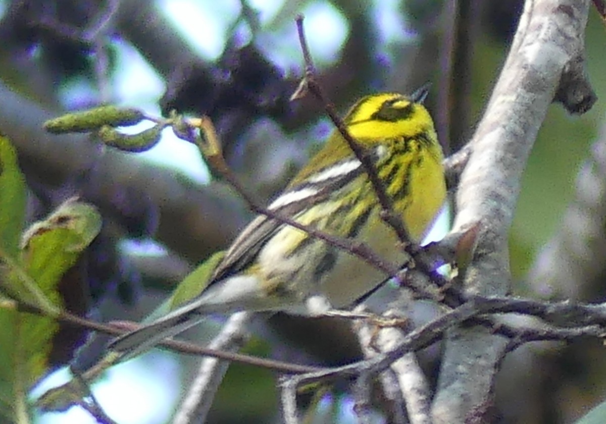 Townsend's Warbler - ML647272324