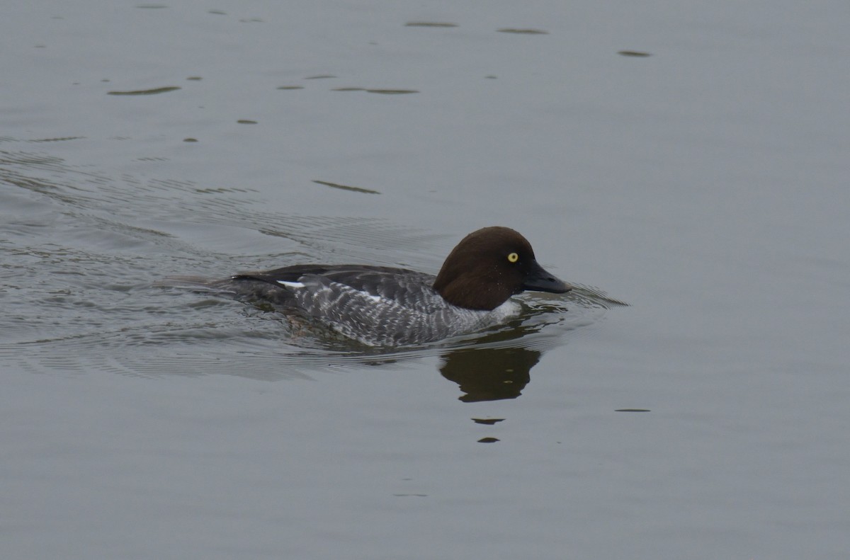 Common Goldeneye - ML647272325