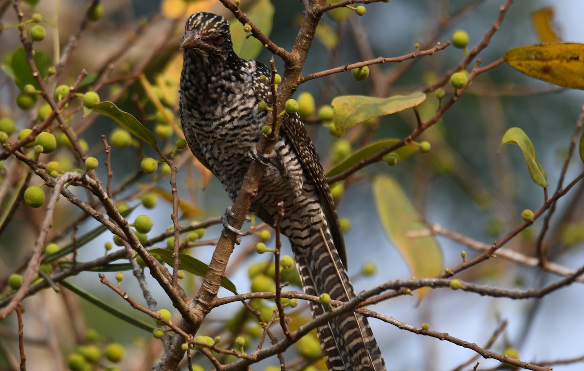 grønnebbkoel - ML647272329