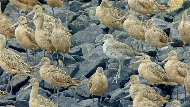 willetsnipe (inornata) - ML647272330