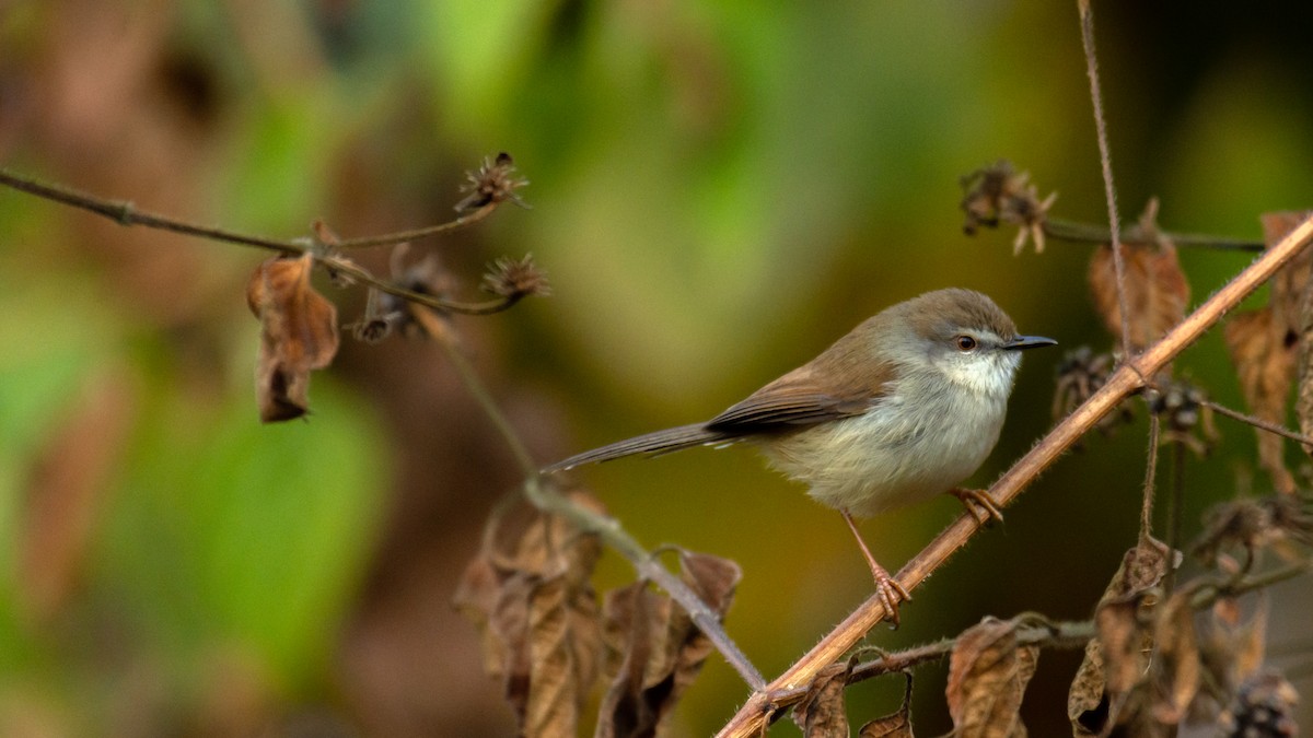 Gray-breasted Prinia - ML647272331