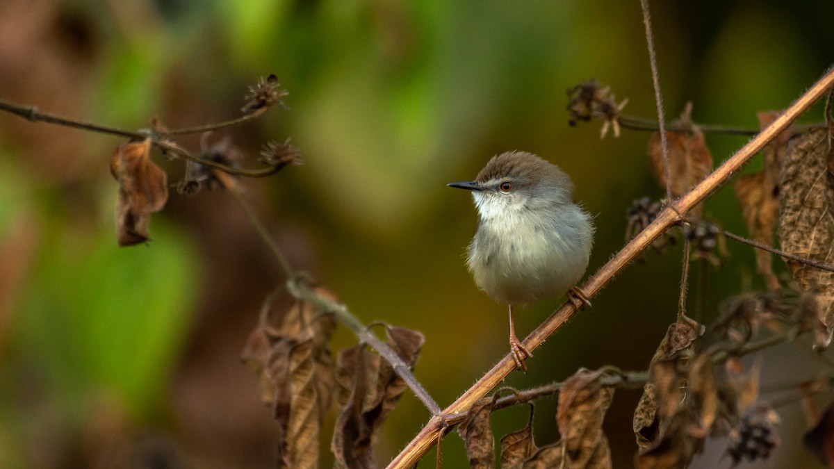gråbrystprinia - ML647272332