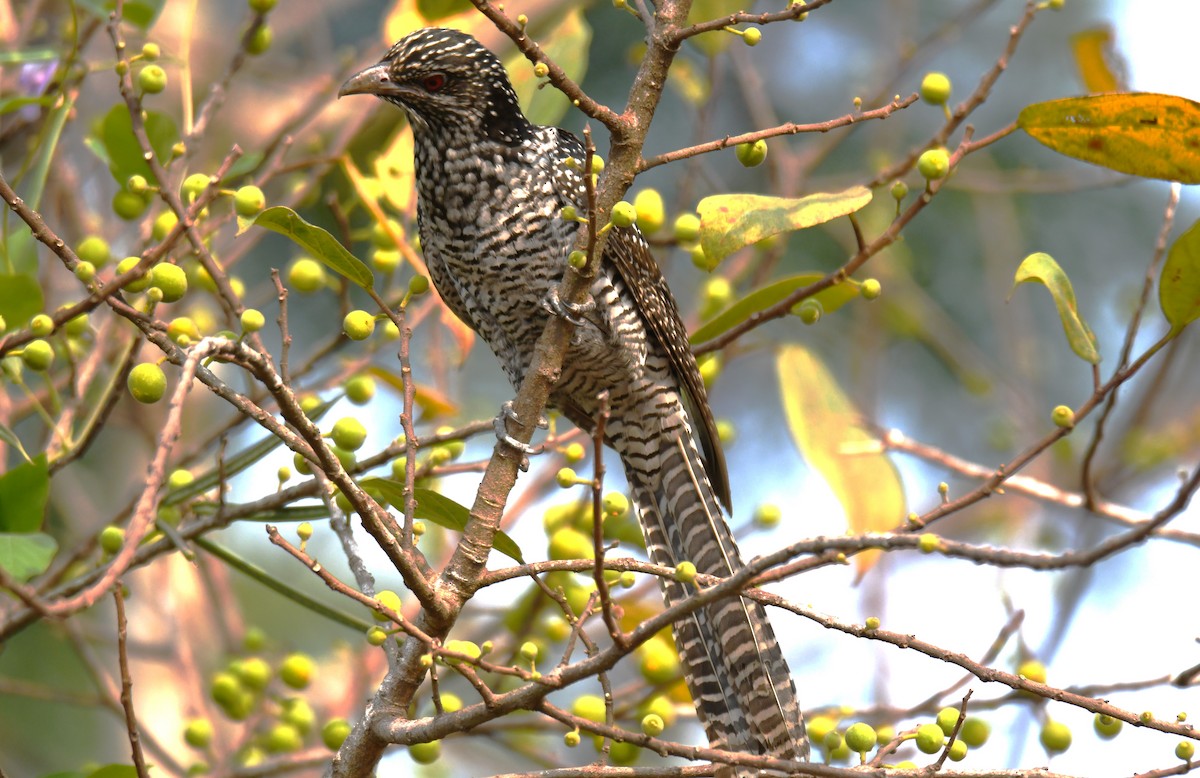 grønnebbkoel - ML647272333