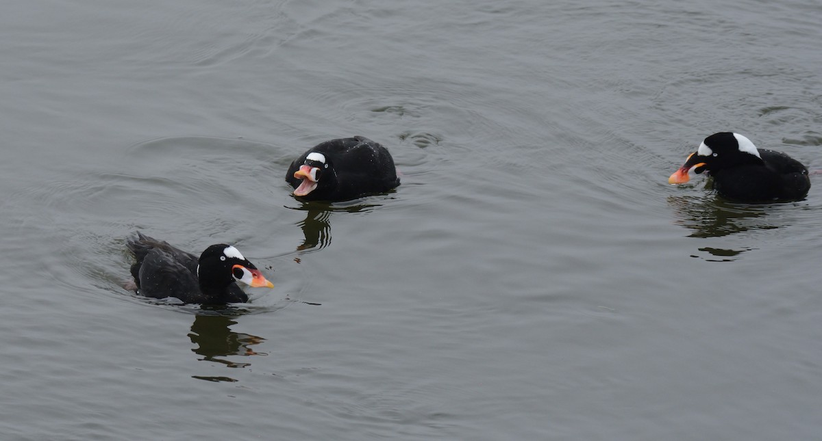 brilleand - ML647272335