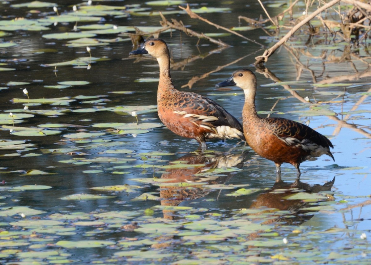 hetteplystreand - ML647272336