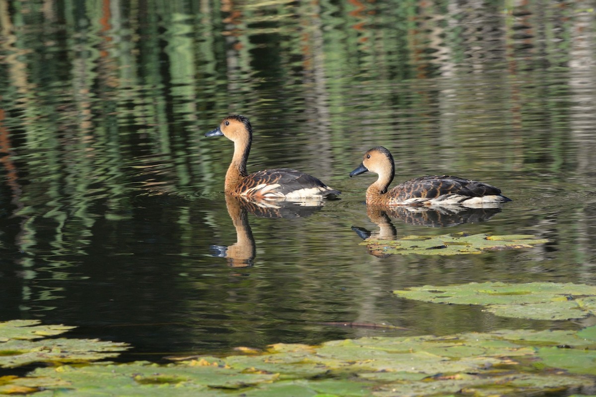 hetteplystreand - ML647272337