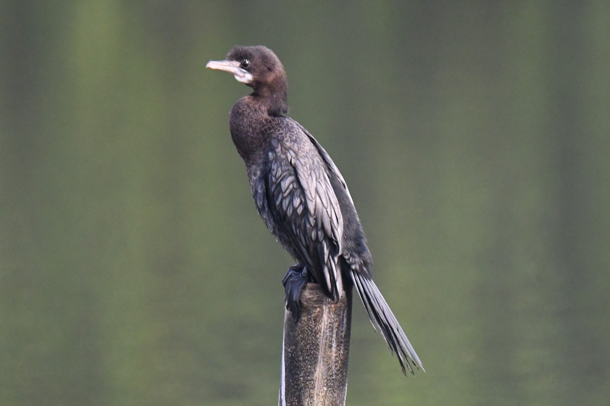 orientdvergskarv - ML647272339