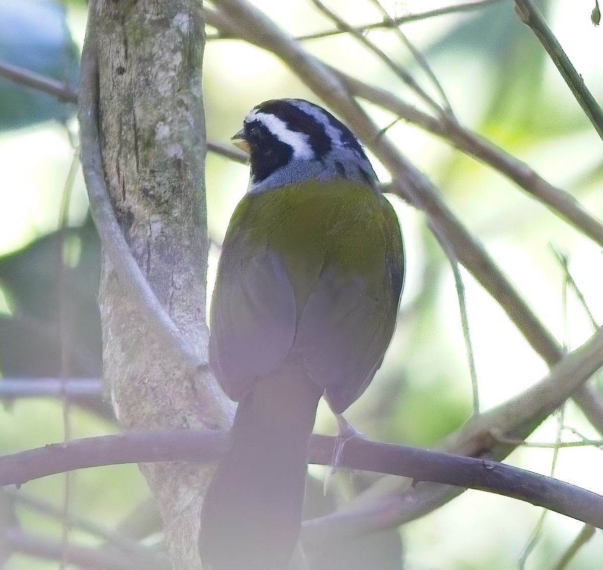 svartflekkspurv - ML647272340