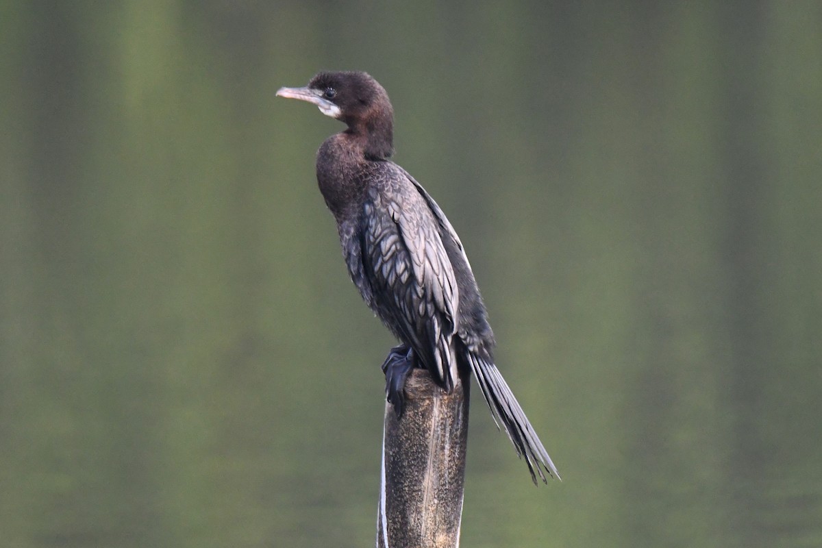 orientdvergskarv - ML647272342