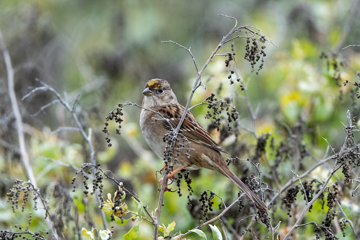 gulkronespurv - ML647272343