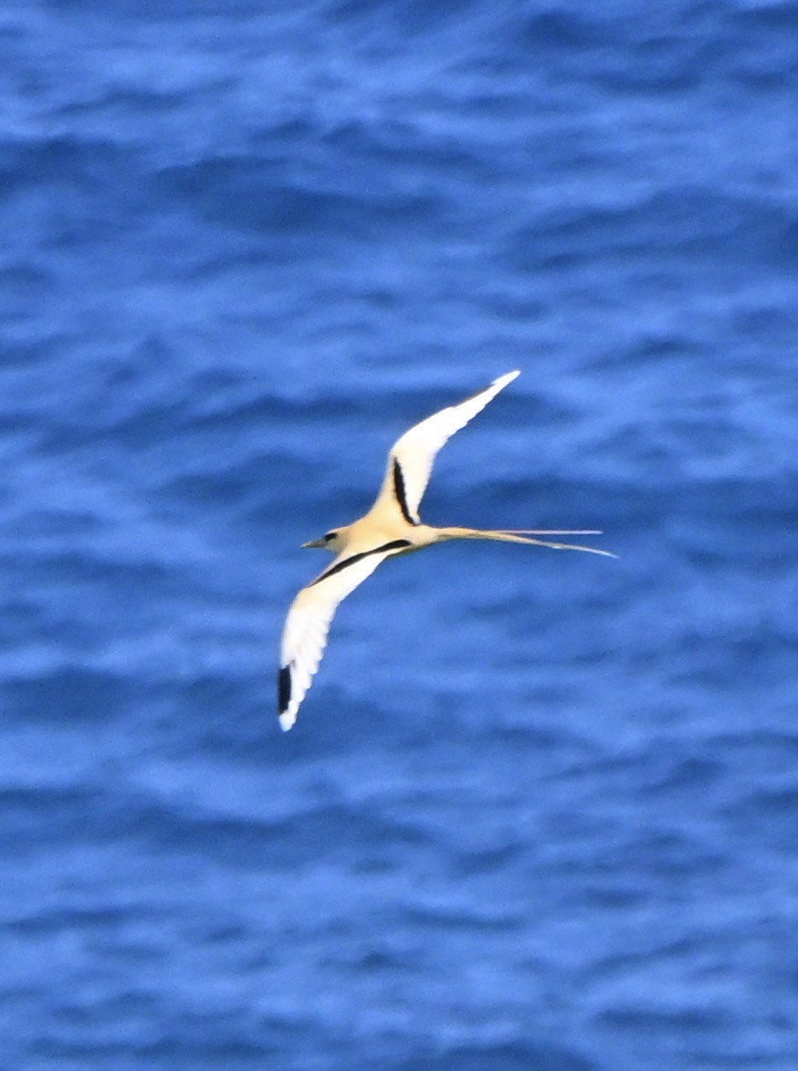 småtropikkfugl (fulvus) - ML647272344