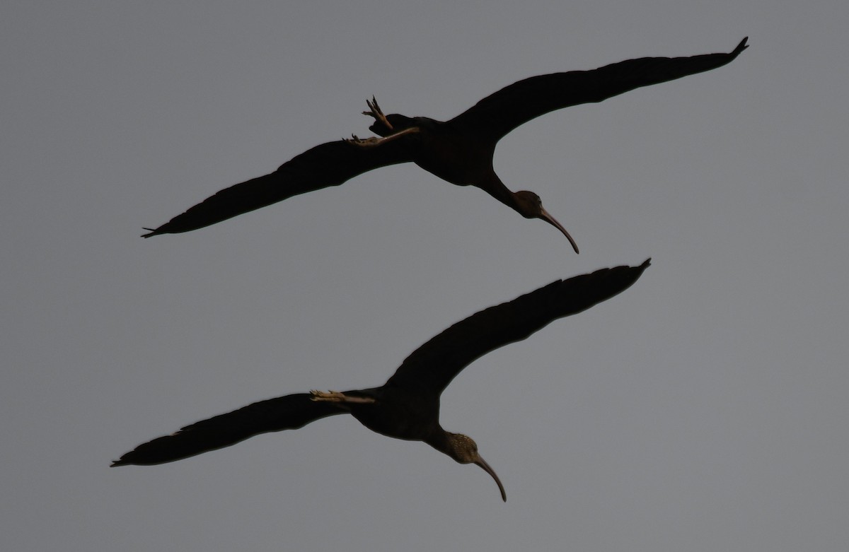 bronseibis - ML647272345