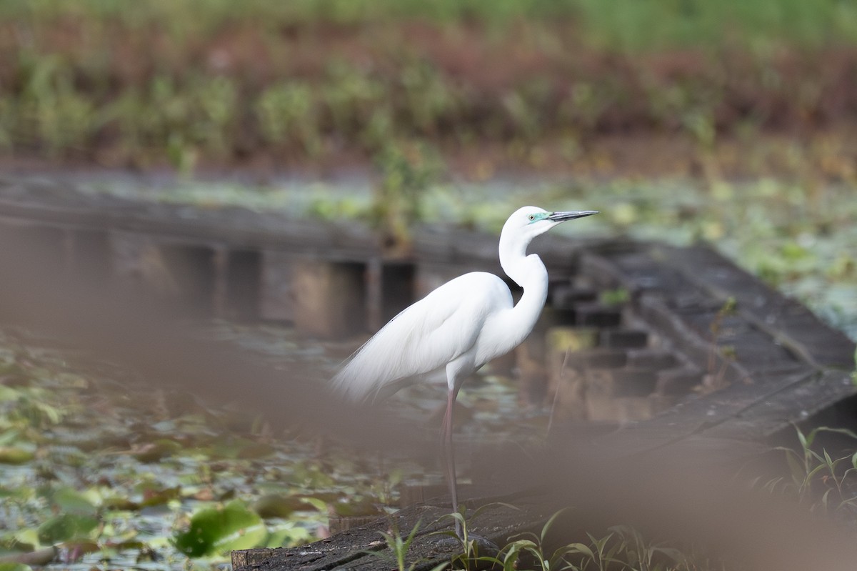 silkehegre - ML647272346