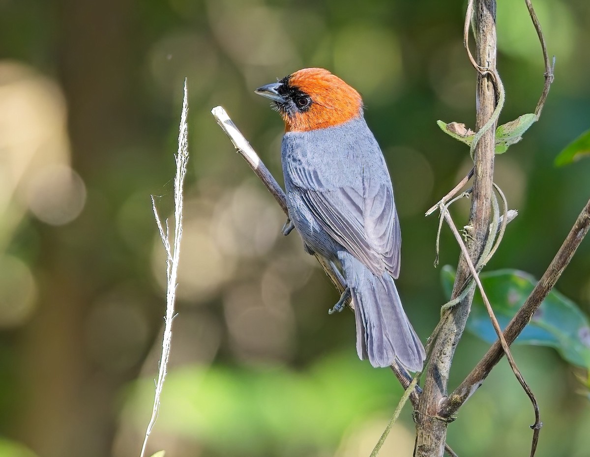 kastanjehodetanagar - ML647272348