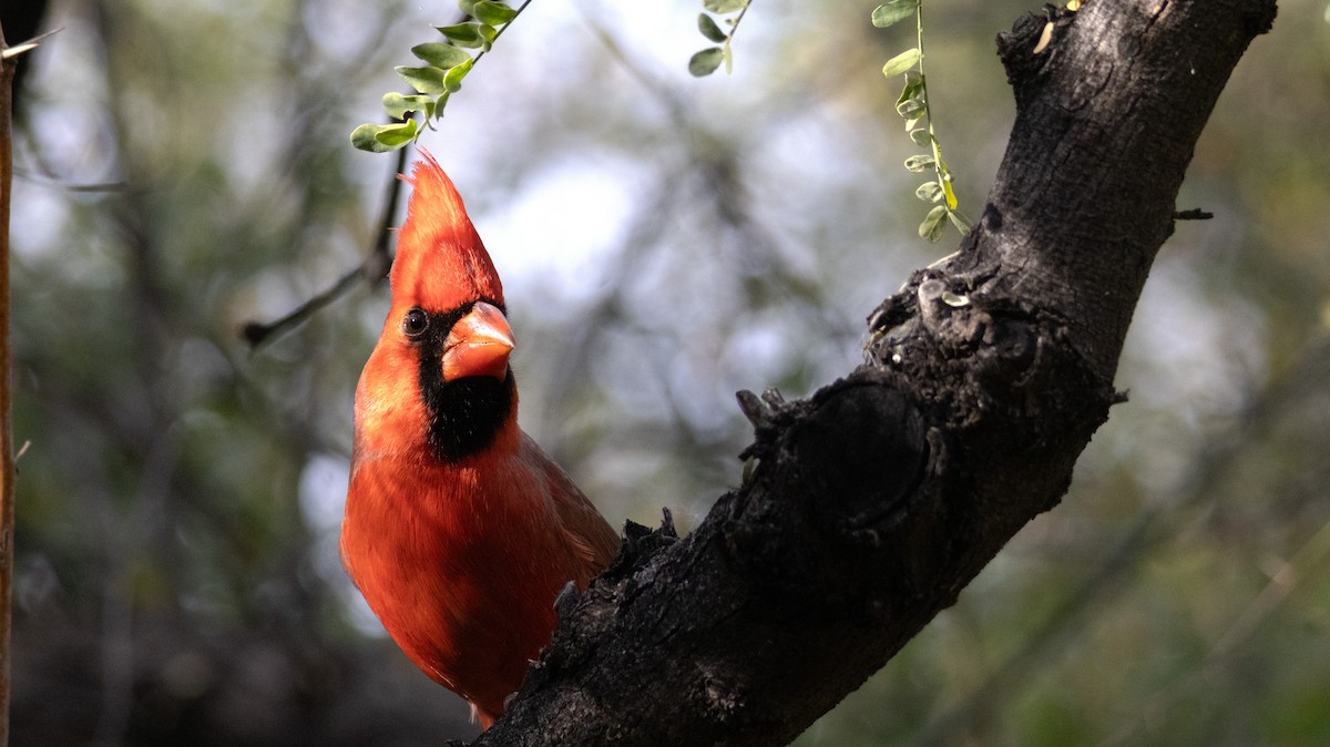 rødkardinal - ML647272349