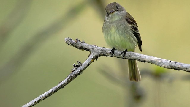 småempid - ML647272352