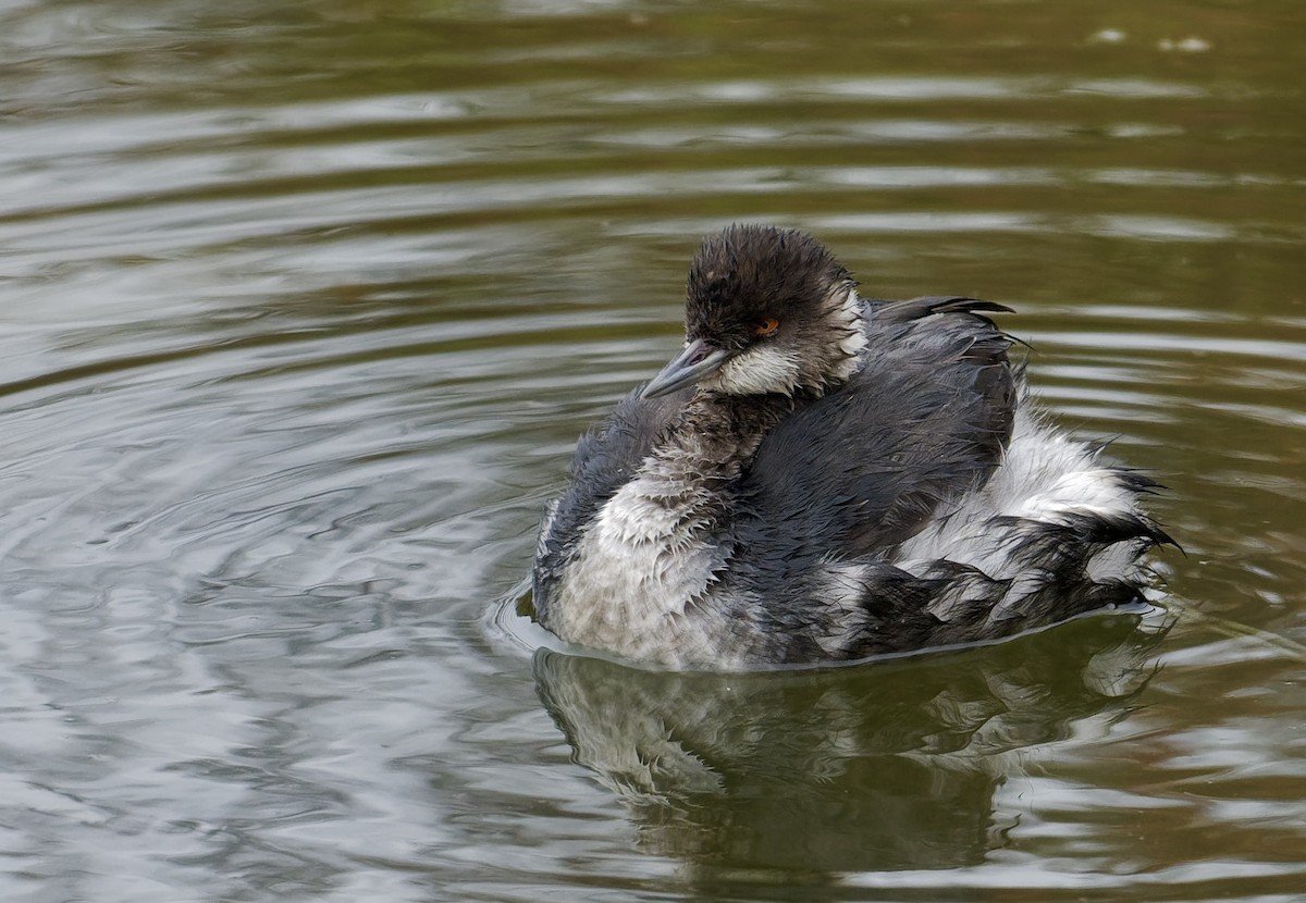 svarthalsdykker - ML647272354