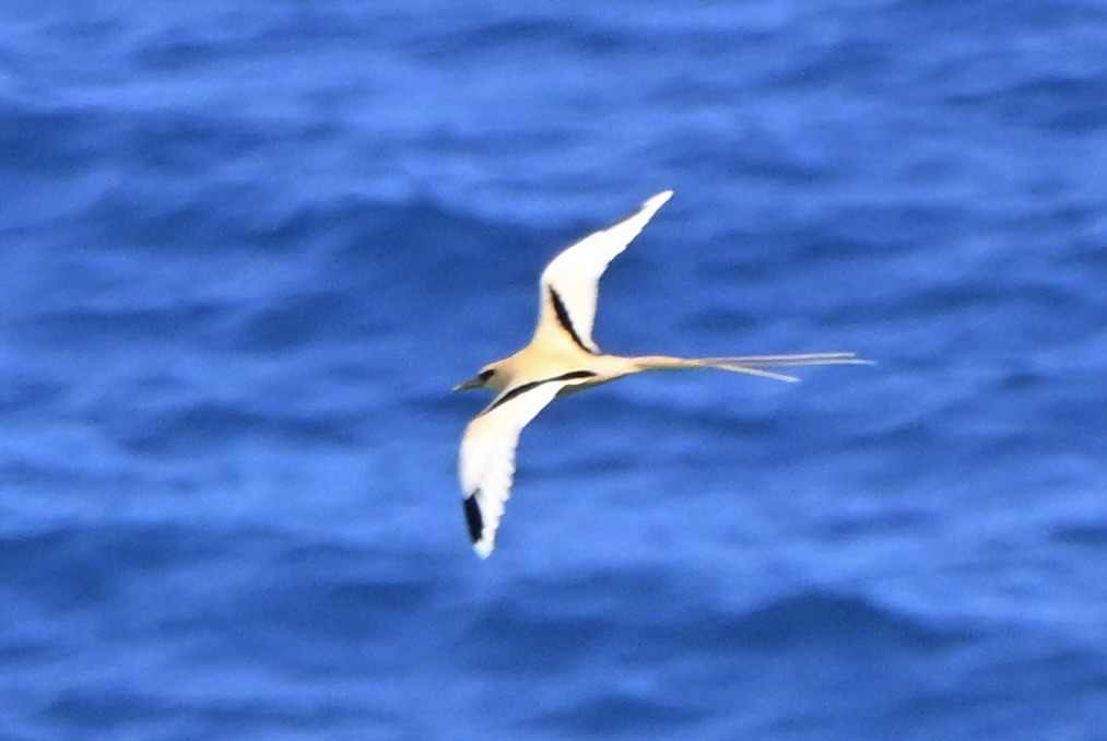 småtropikkfugl (fulvus) - ML647272356