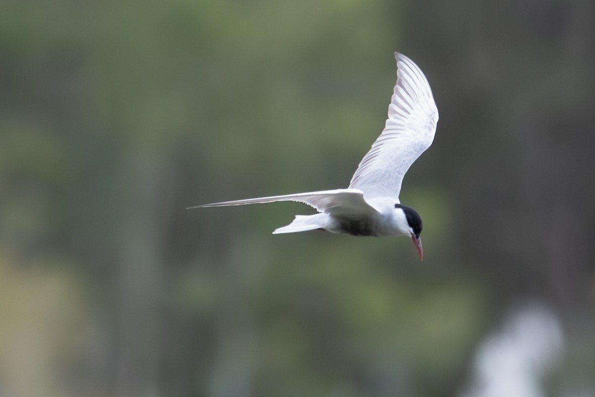 hvitkinnsvartterne - ML647272359