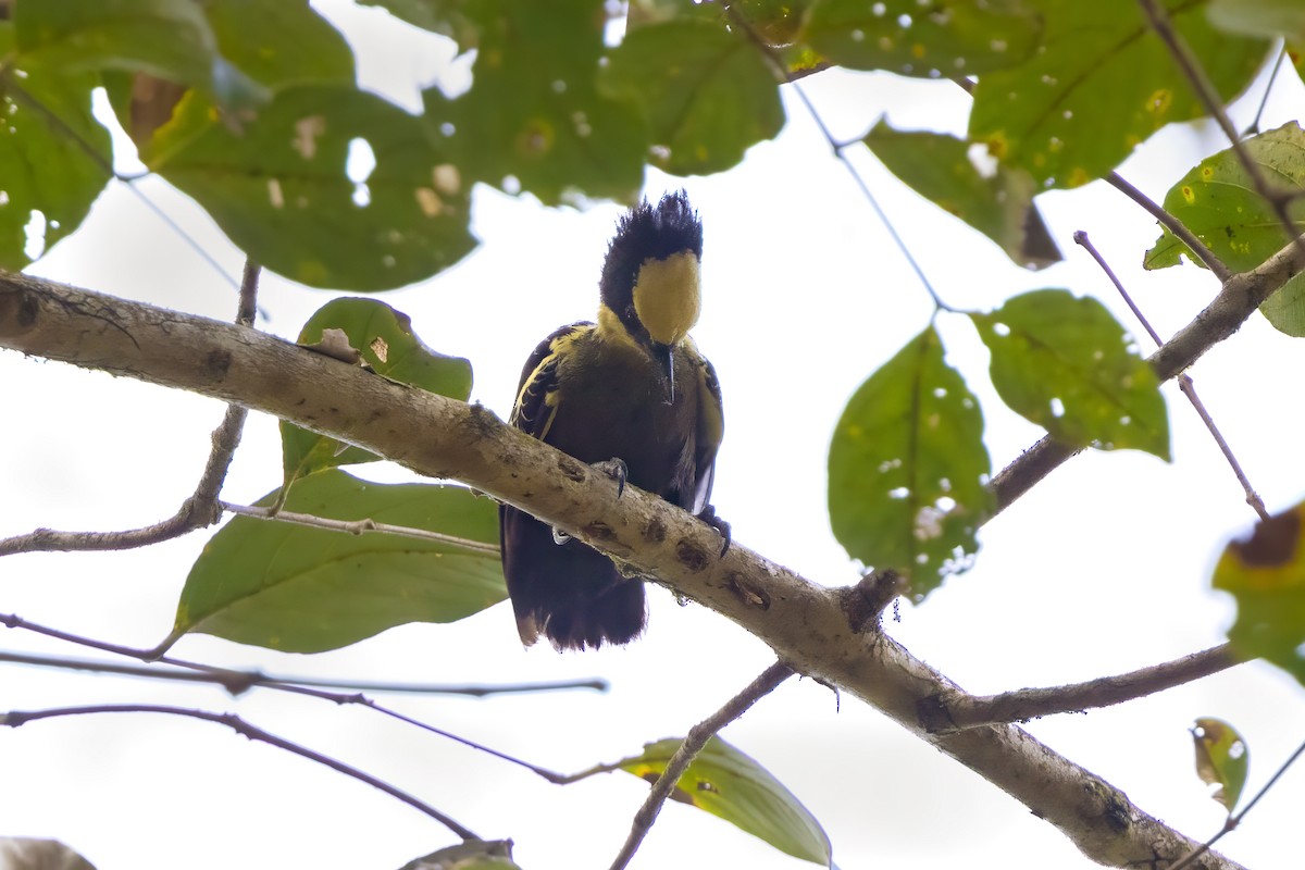 svarttopphjertespett - ML647272362