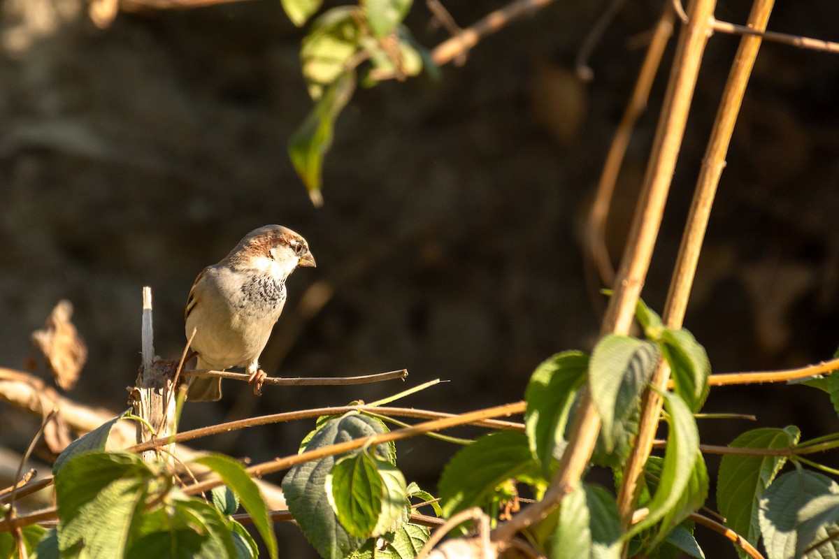 gråspurv - ML647272364