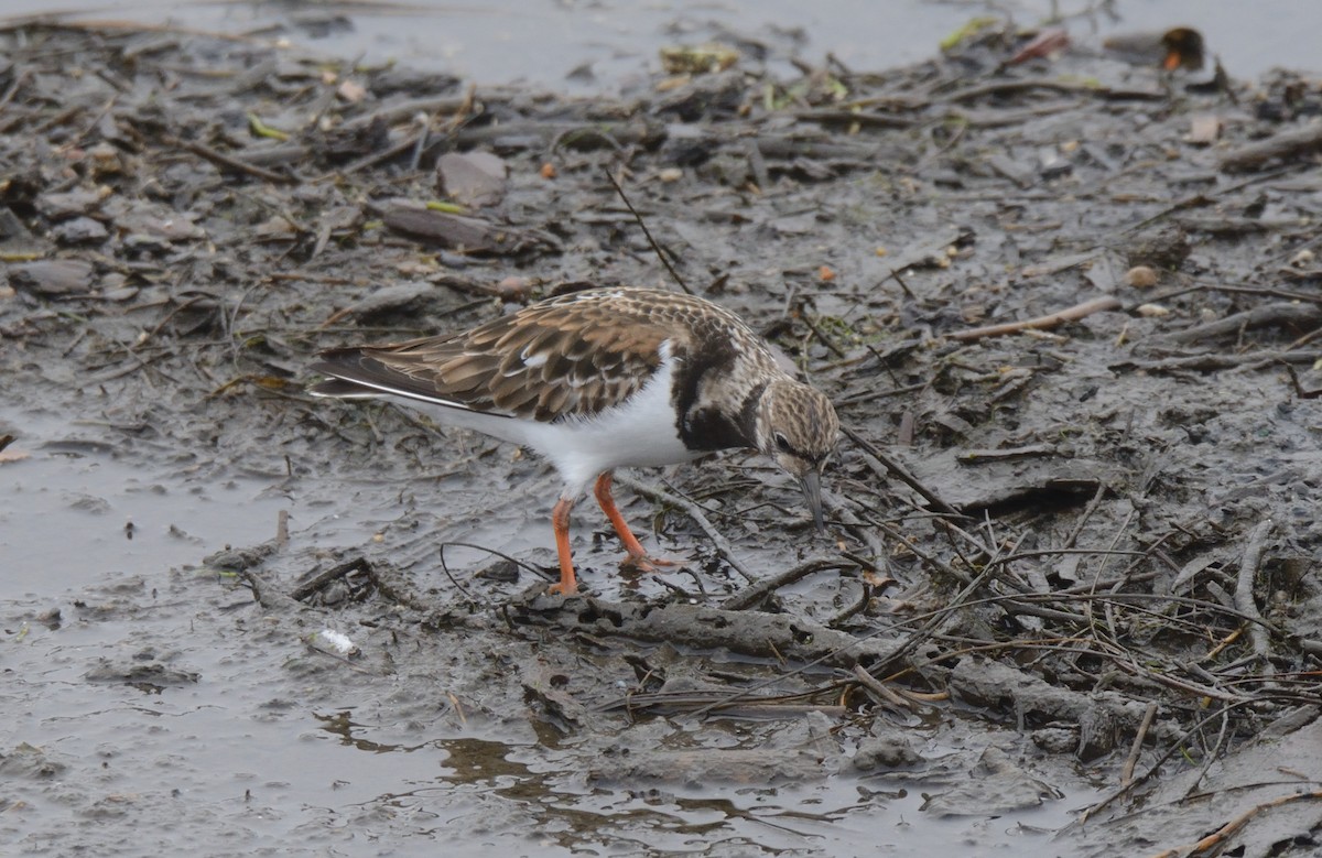 steinvender - ML647272368