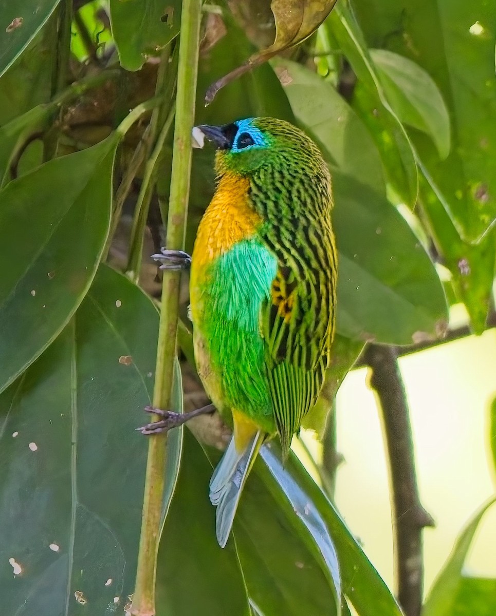Brassy-breasted Tanager - ML647272372