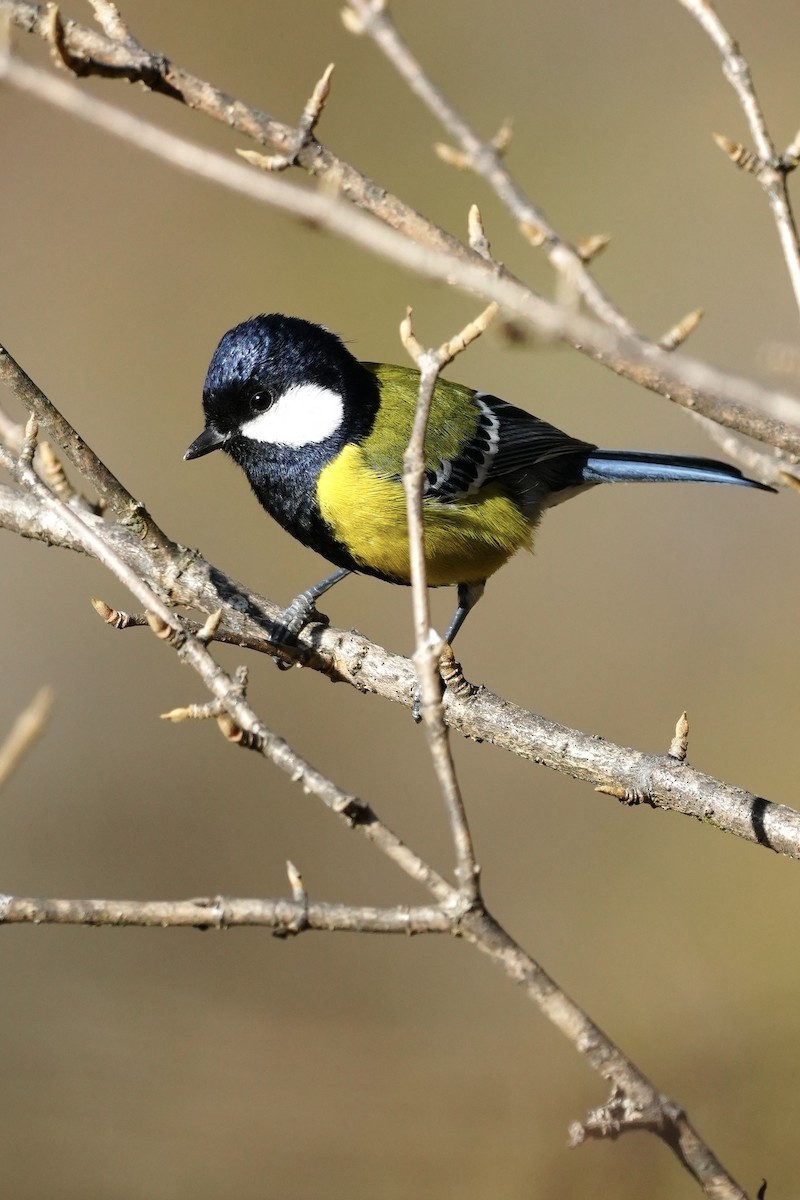 Green-backed Tit - ML647272375