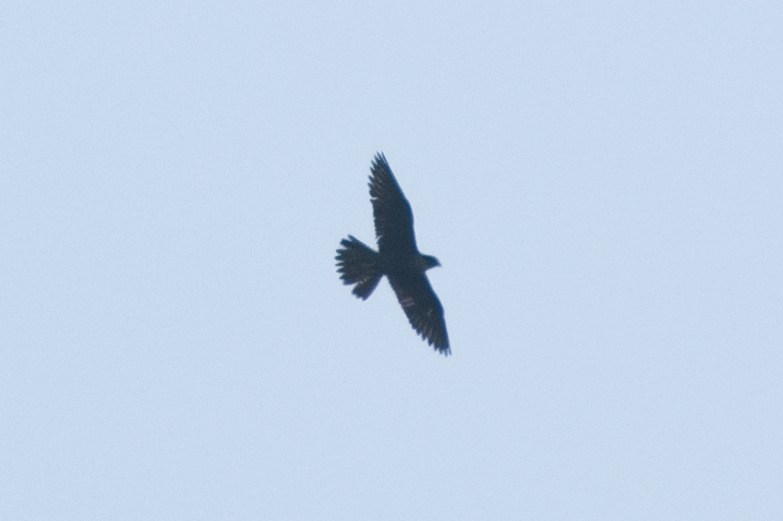 Peregrine Falcon - ML647272382