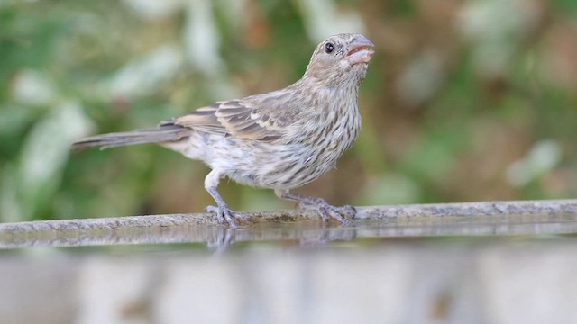 Чечевиця садова - ML647272385