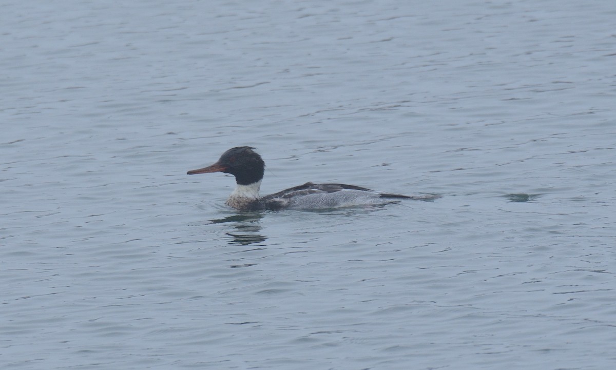 Red-breasted Merganser - ML647272392