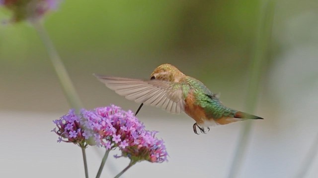 Колібрі-крихітка вогнистий - ML647272395