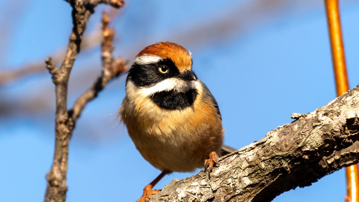 Black-throated Tit - ML647272397
