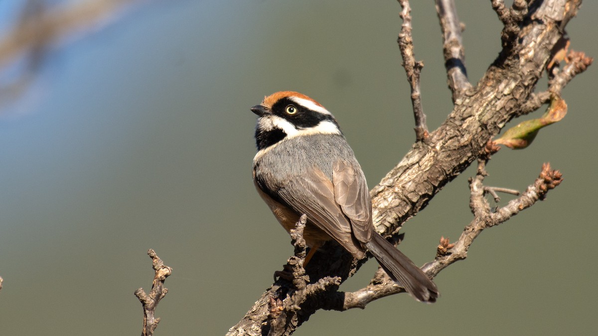 Black-throated Tit - ML647272398