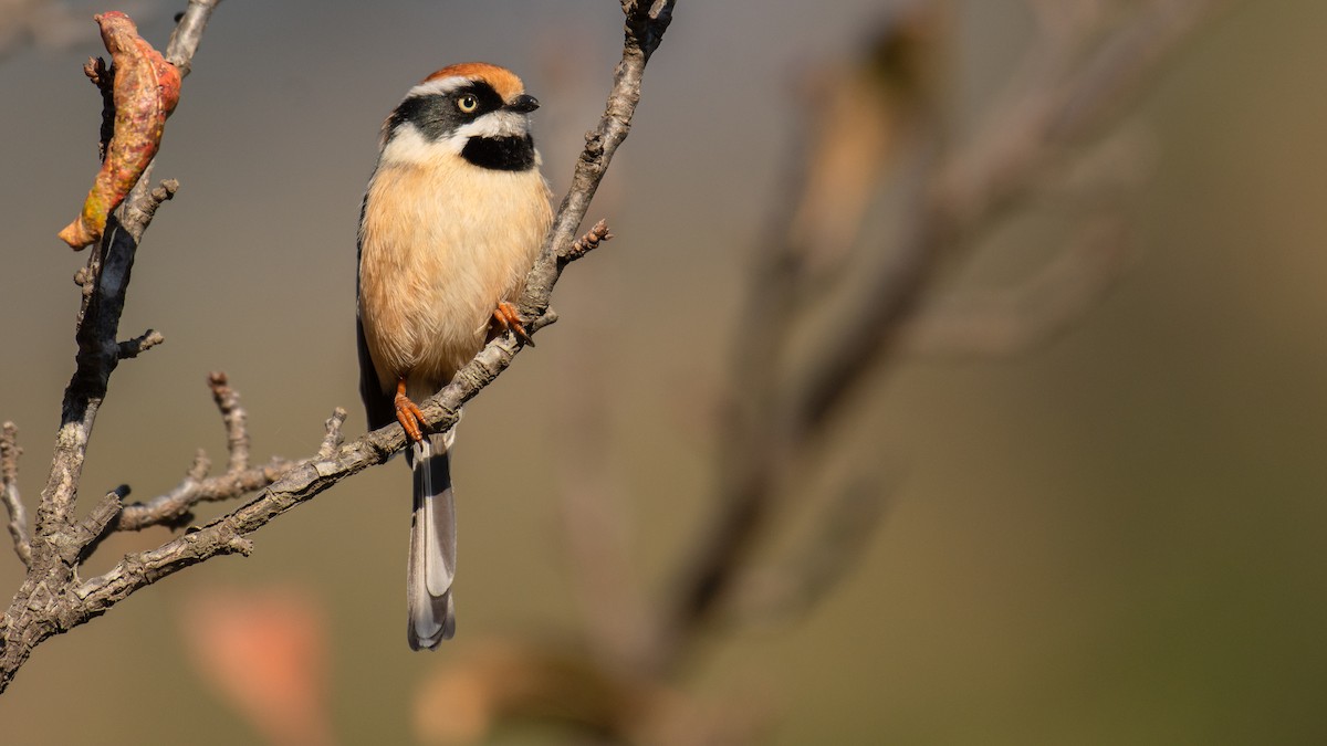 Black-throated Tit - ML647272399
