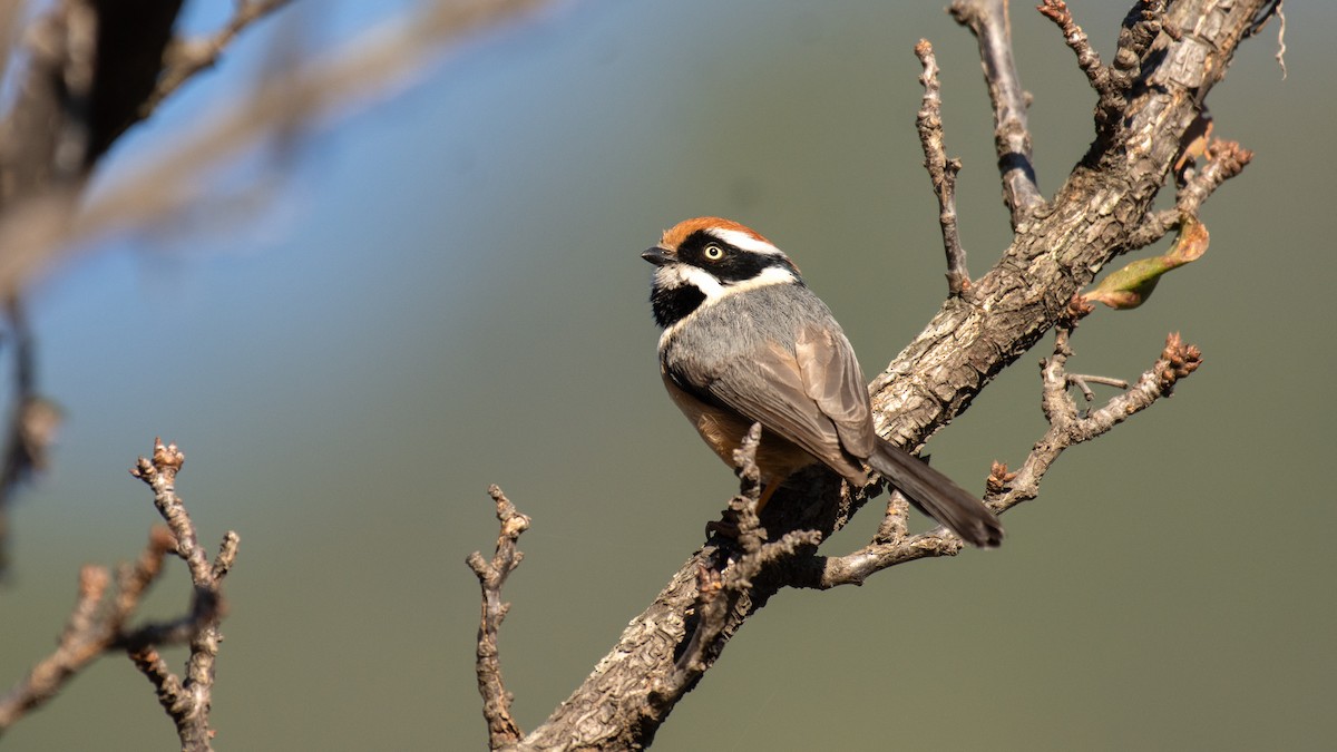 Black-throated Tit - ML647272400