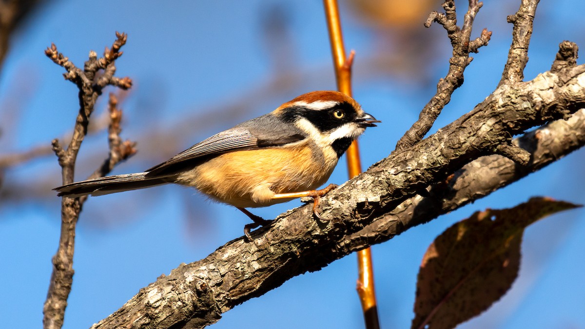 Black-throated Tit - ML647272401