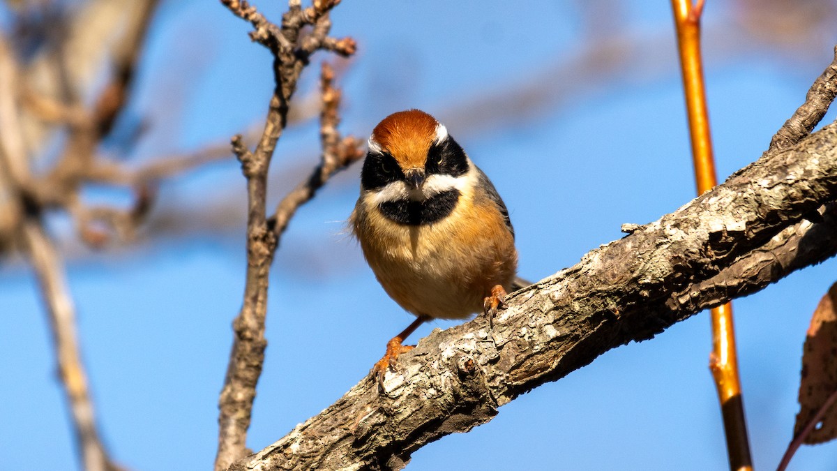 Black-throated Tit - ML647272402