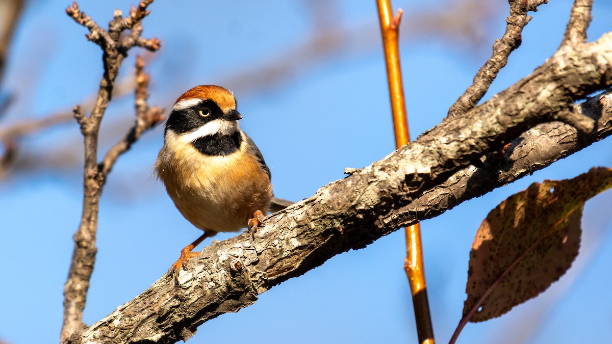 Black-throated Tit - ML647272403