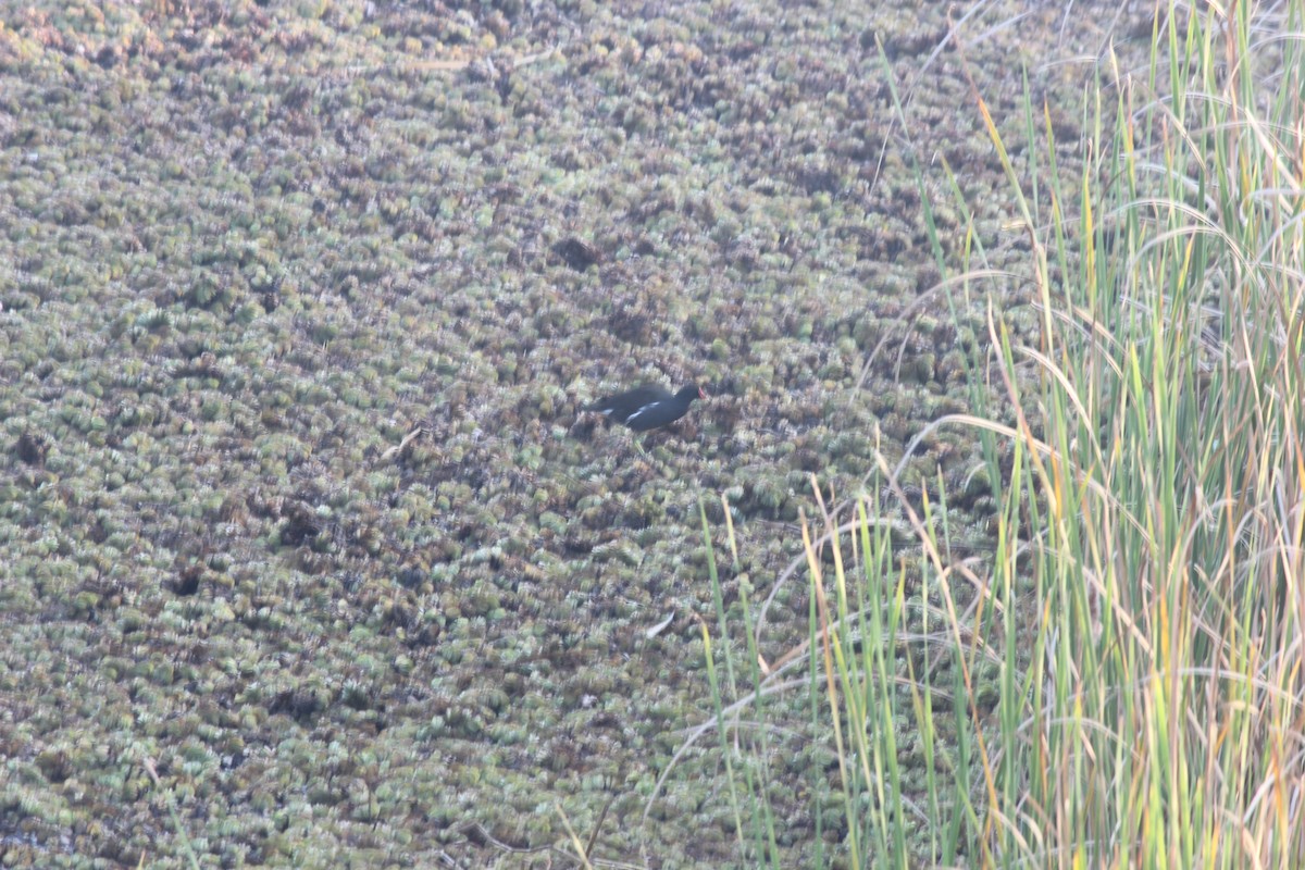 Камышница - ML647272423