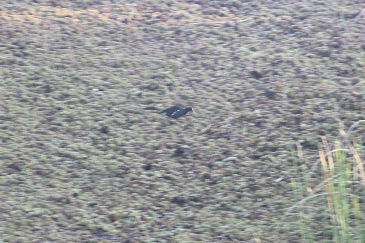 Камышница - ML647272424