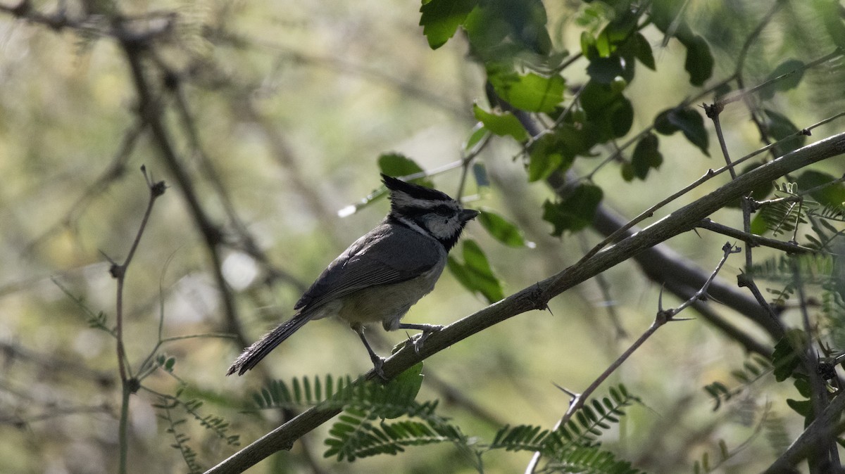 Мексиканская гренадерка - ML647272428