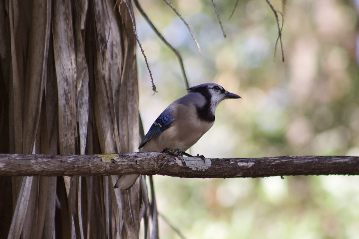 Blue Jay - ML647272430
