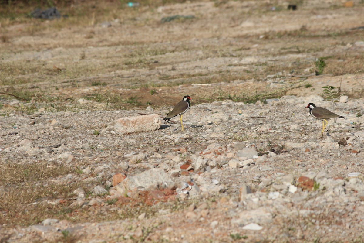 Украшенный чибис - ML647272433