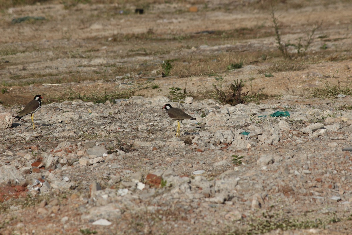 Украшенный чибис - ML647272434