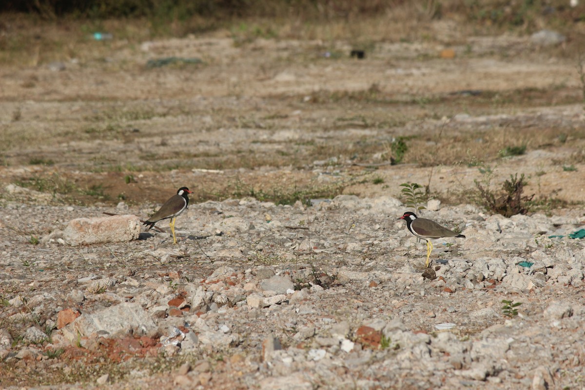 Украшенный чибис - ML647272435