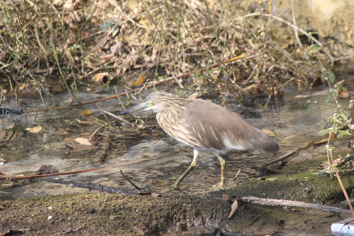 Индийская прудовая цапля - ML647272440